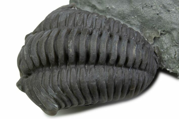 Long Curled Flexicalymene Trilobite - Mt Orab, Ohio #375289